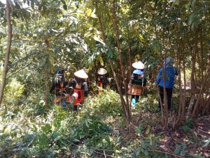 Hội Nông dân, Hội phụ nữ, Đoàn TN xã Đồng Sơn đồng loạt ra quân Triển khai chiến dịch phụ trách trồng cây gỗ lớn trên địa bàn xã 